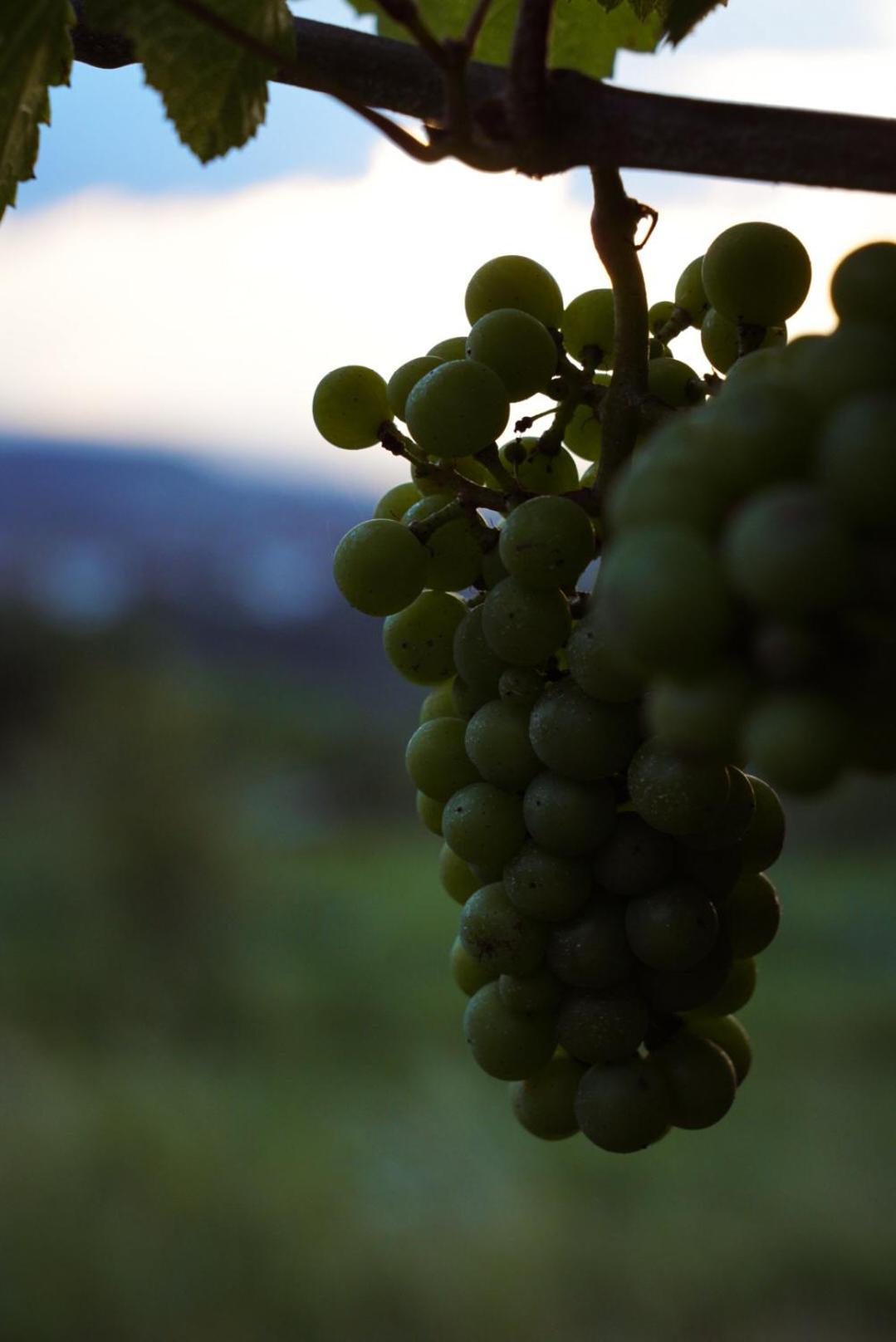 Pikol Village Wine Estate Villa Nova Gorica