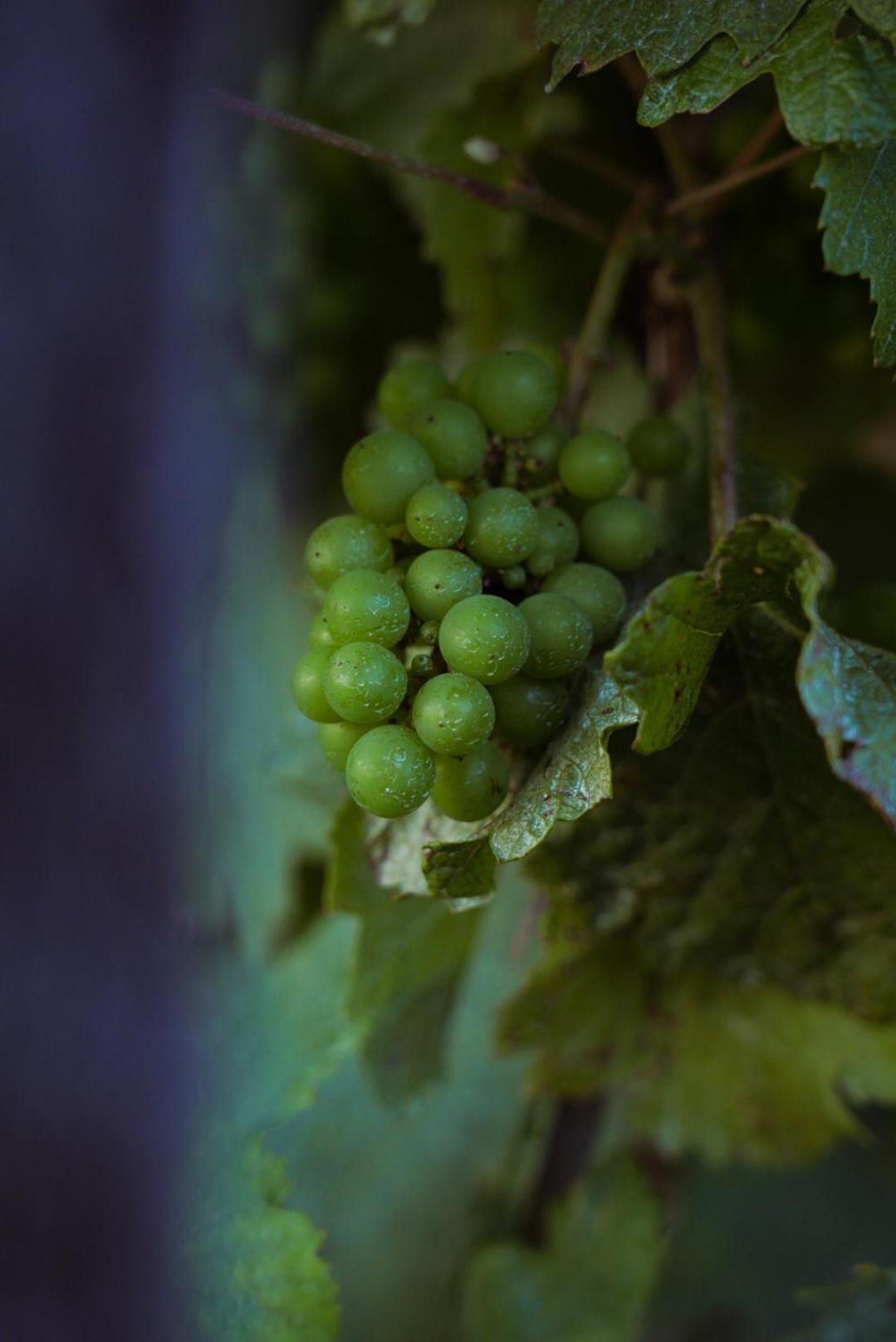 Pikol Village Wine Estate Villa